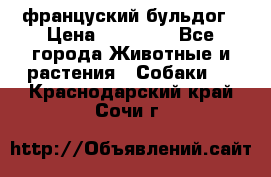 француский бульдог › Цена ­ 40 000 - Все города Животные и растения » Собаки   . Краснодарский край,Сочи г.